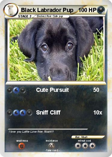Pokemon Black Labrador Pup