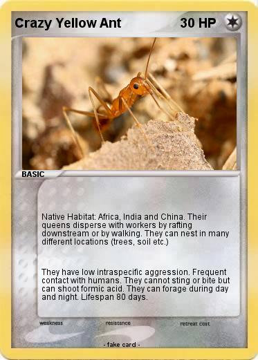 Pokemon Crazy Yellow Ant