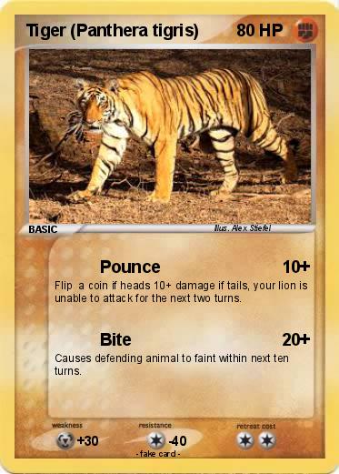 Pokemon Tiger (Panthera tigris)