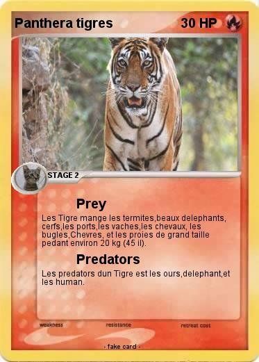 Pokemon Panthera tigres