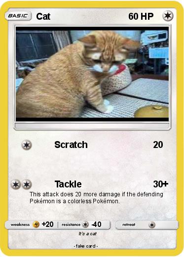 Pokemon Cat