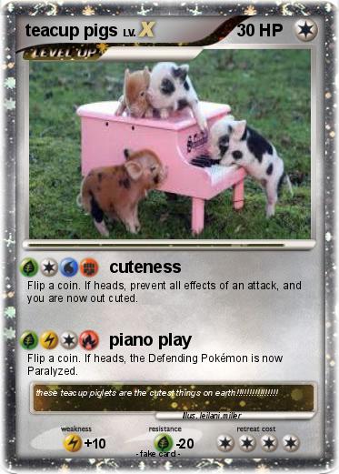 Pokemon teacup pigs
