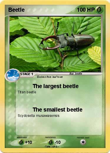 Pokemon Beetle