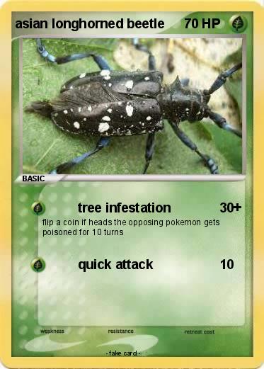 Pokemon asian longhorned beetle