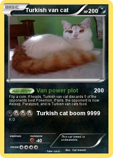 Pokemon Turkish van cat