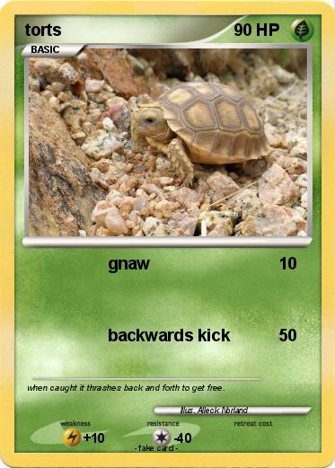 Pokemon torts
