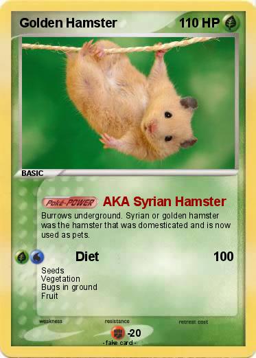 Pokemon Golden Hamster