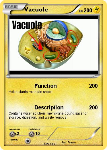 Pokemon Vacuole Pokemon Vacuole