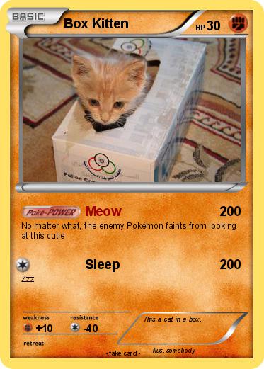 Pokemon Box Kitten