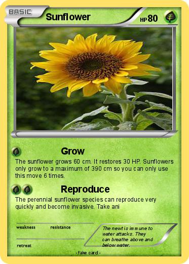 Pokemon Sunflower