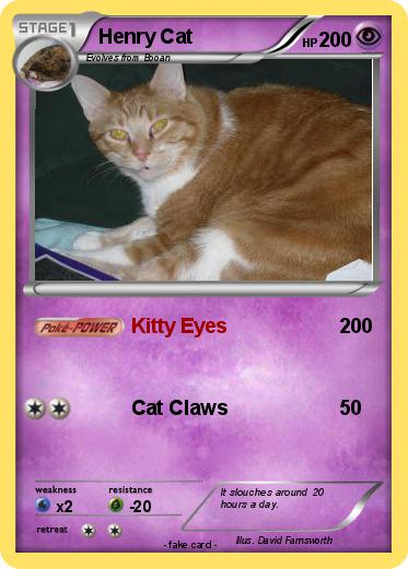 Pokemon Henry Cat