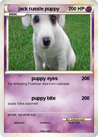 Pokemon jack russle puppy