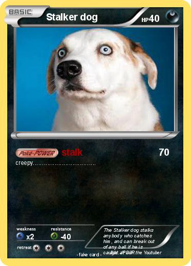 Pokemon Stalker dog
