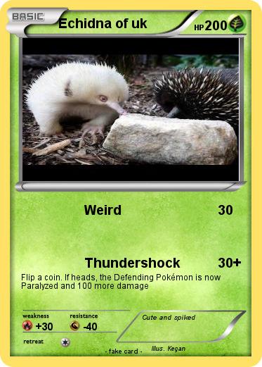 Pokemon Echidna of uk