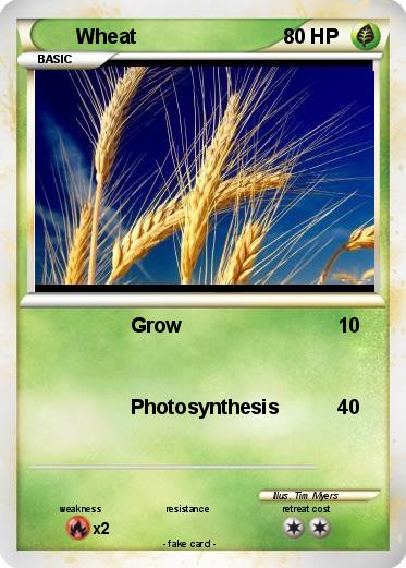Pokemon Wheat