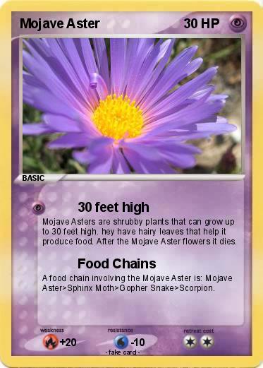 Pokemon Mojave Aster