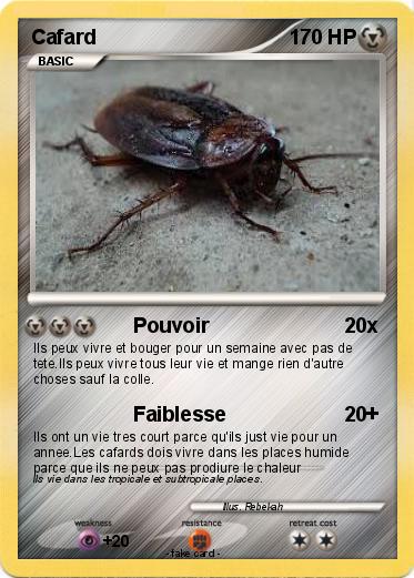 Pokemon Cafard