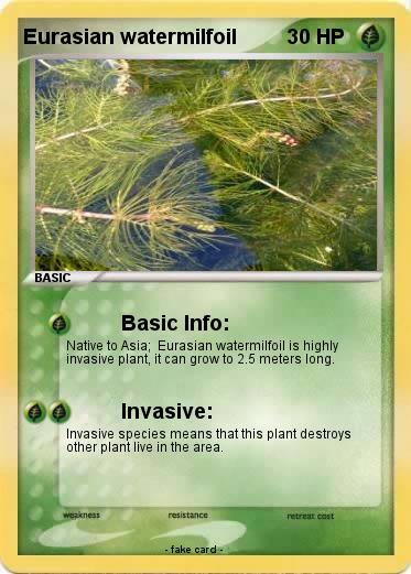 Pokemon Eurasian watermilfoil