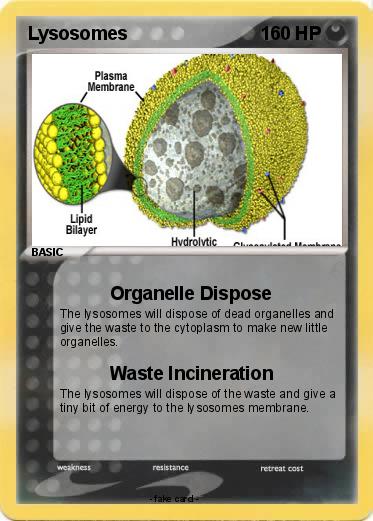 Pokemon Lysosomes