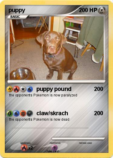 Pokemon puppy