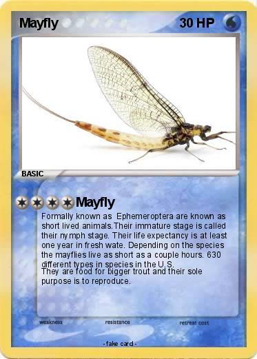 Pokemon Mayfly