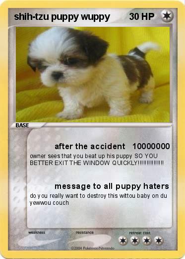 Pokemon shih-tzu puppy wuppy