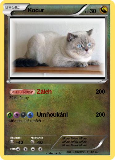 Pokemon Kocur