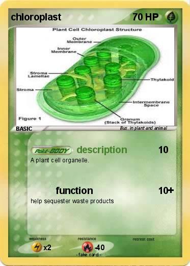 Pokemon chloroplast
