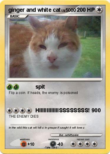 Pokemon ginger and white cat