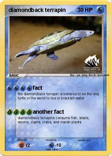 Pokemon diamondback terrapin