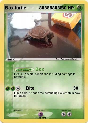 Pokemon Box turtle           888888888