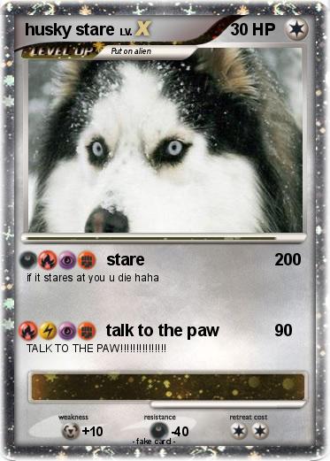 Pokemon husky stare