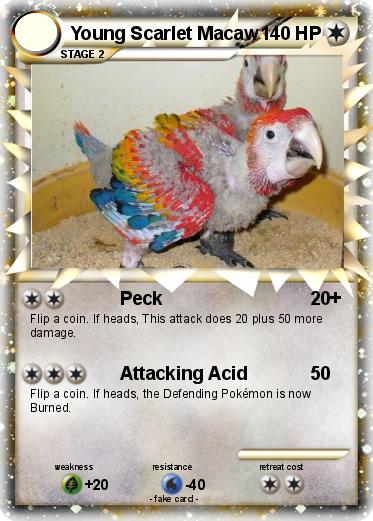 Pokemon Young Scarlet Macaw