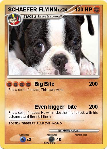 Pokemon SCHAEFER FLYINN