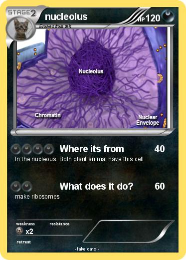 Pokemon nucleolus