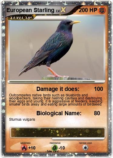 Pokemon European Starling