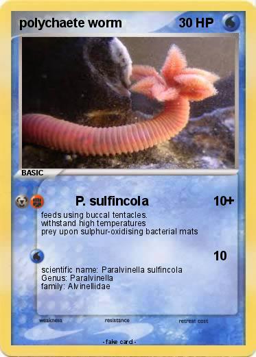 Pokemon polychaete worm