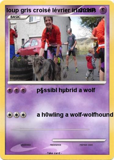 Pokemon loup gris croisé lévrier irlandais