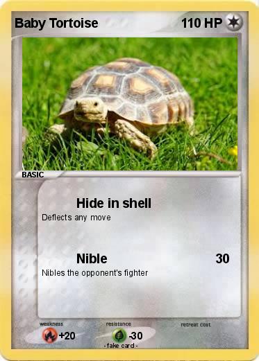 Pokemon Baby Tortoise