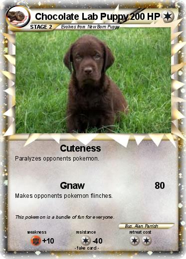 Pokemon Chocolate Lab Puppy