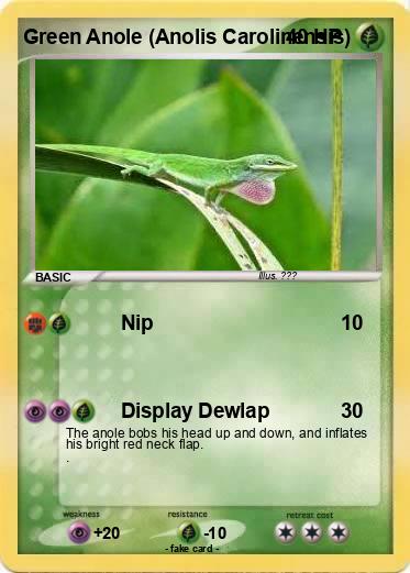 Pokemon Green Anole (Anolis Carolinensis)