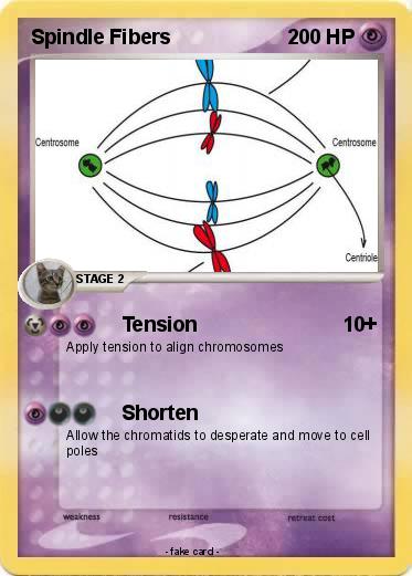 Pokemon Spindle Fibers