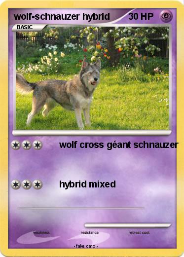 Pokemon wolf-schnauzer hybrid