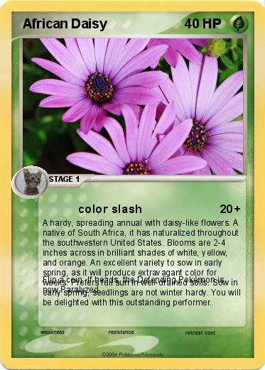 Pokemon  African Daisy