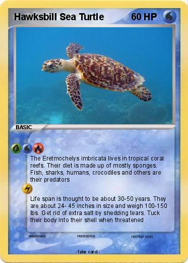 Pokemon Hawksbill Sea Turtle