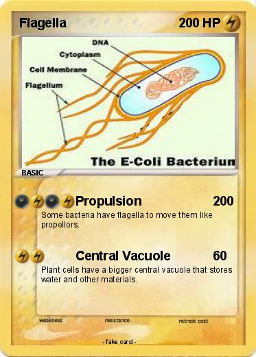 Pokemon Flagella
