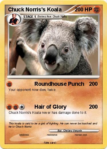 Pokemon Chuck Norris's Koala