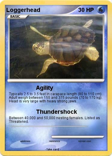 Pokemon Loggerhead