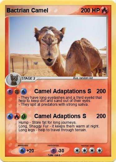 Pokemon Bactrian Camel Pokemon Bactrian Camel
