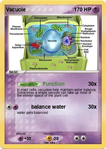 Pokemon Vacuole
